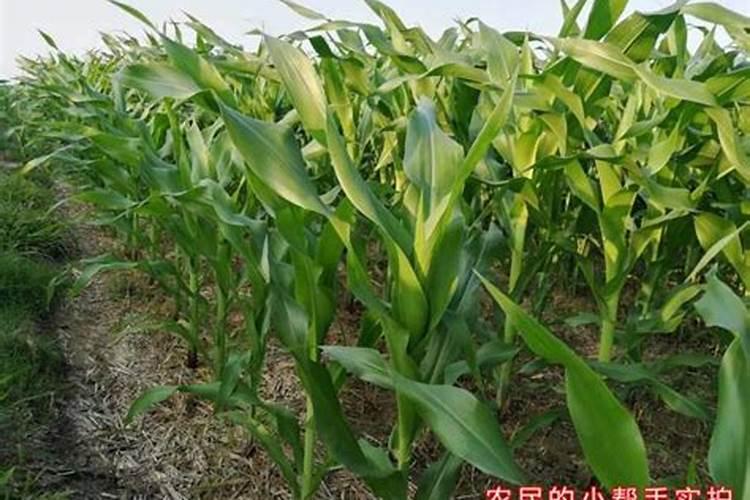 玉米追两次肥,分别在什么时候追