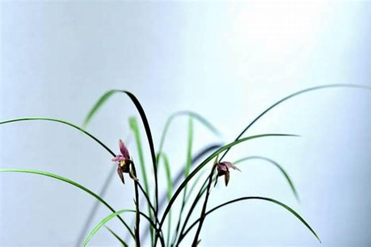 兰花什么季节施肥最好