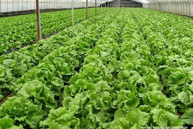 植物施钾肥应间隔多久 植物施钾肥的最佳时间间隔是多久？