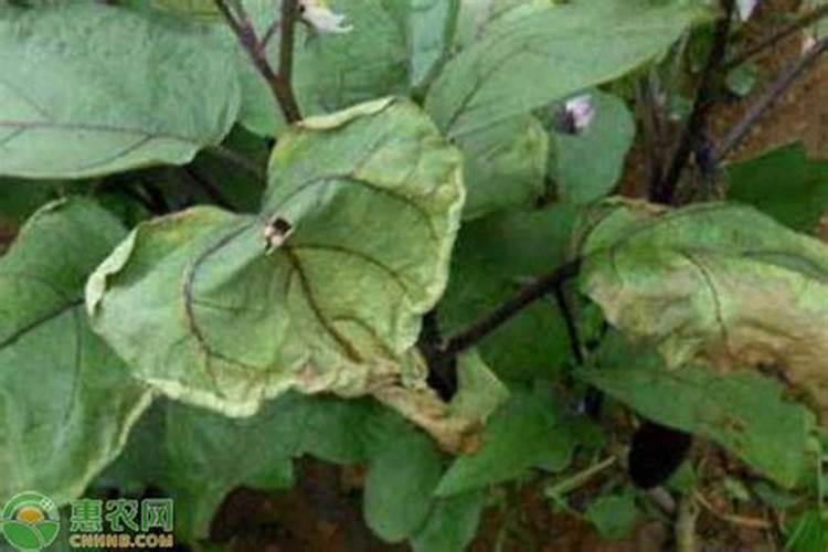 茄子畸形果的出现多与施肥不当有关!要如何预防呢？快看看吧