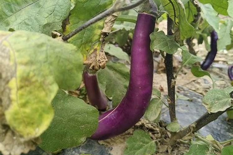 茄子徒长原因有哪些