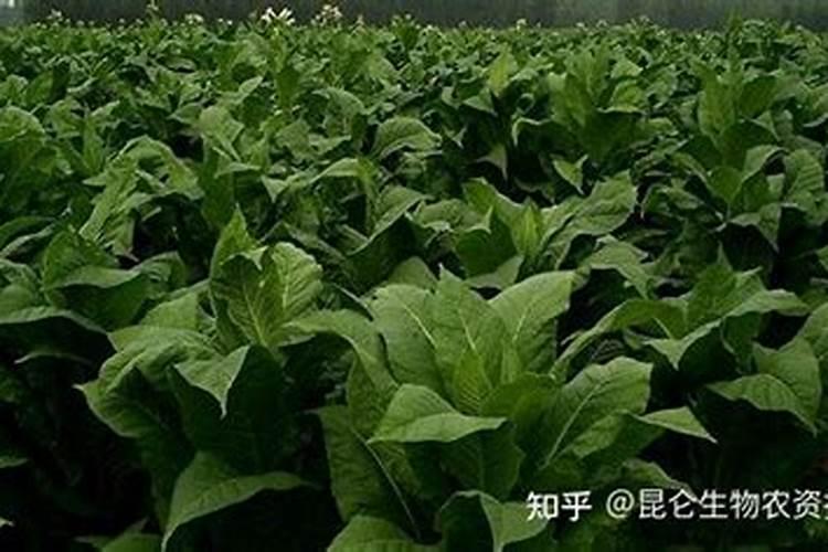 烤烟中耕管理雨水过多使烟长势不好怎么办