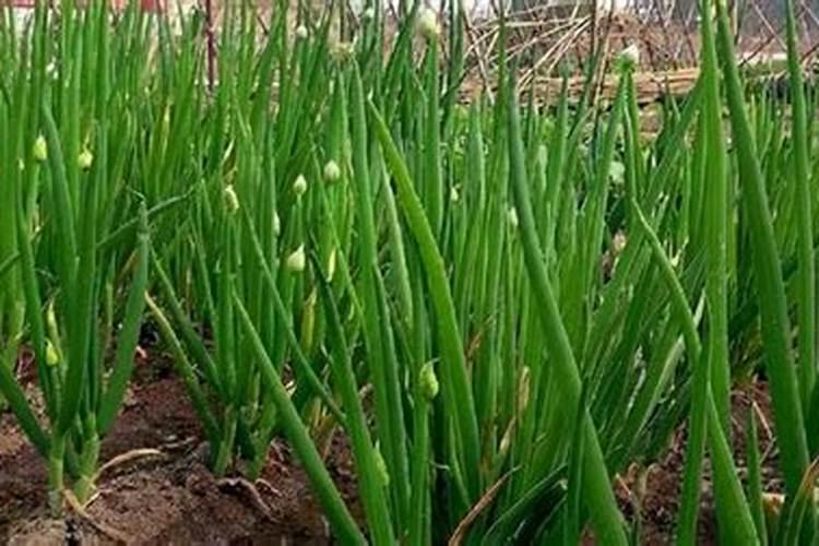 自己种的葱拿什么施肥