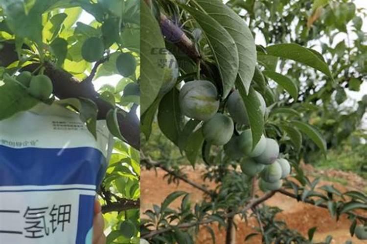 人共梅花老岁寒是什么意思