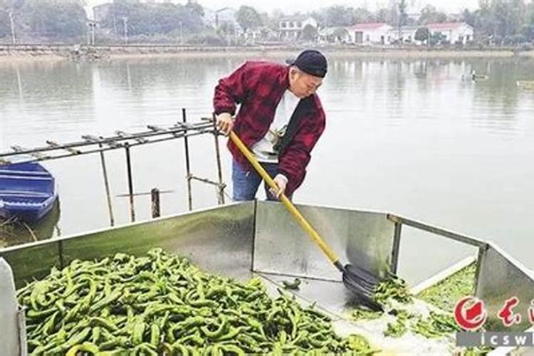 使用鱼蛋白肥会有什么效果？