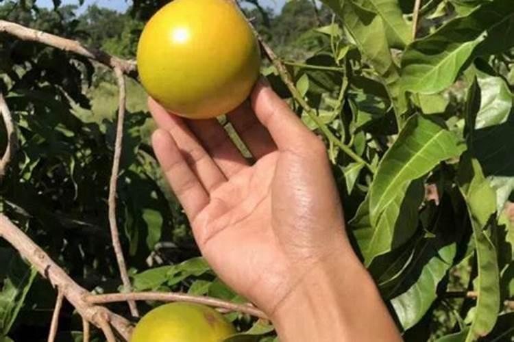 黄晶果怎样过冬