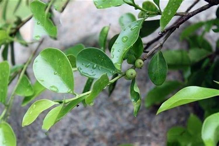 鱼蛋白肥料厂家前十名