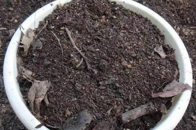 有什么可以当作植物的肥料？