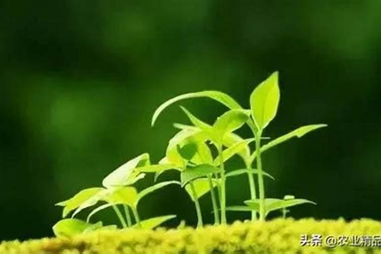 菩提发霉了还能养回来吗