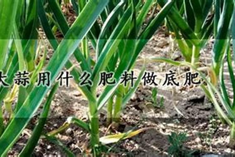 种植大蒜用什么肥料做底肥最好