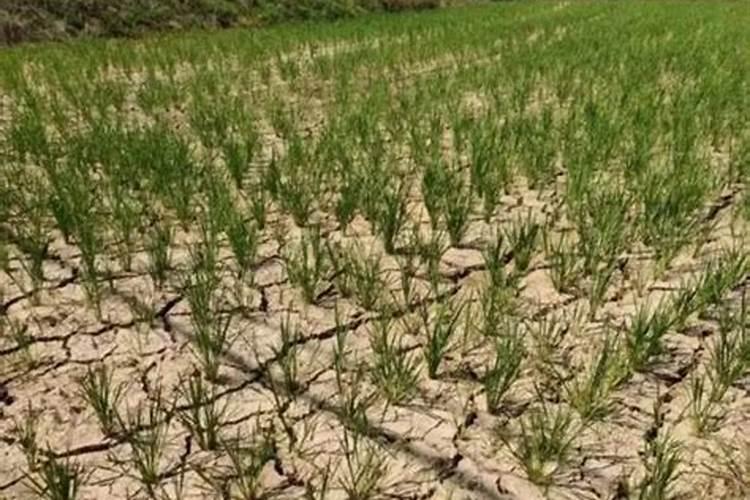 喷施两个0.3能预防高温天气吗