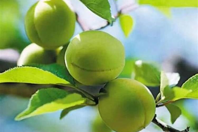 青梅如何巧施肥