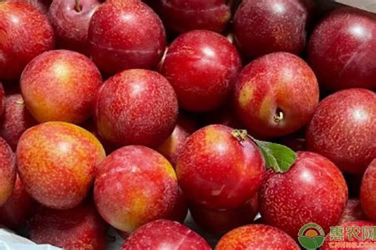 李子增甜转色期使用高磷低钾好还是低磷高钾好？