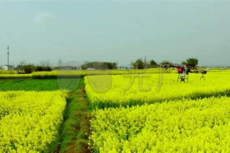 油菜卷叶可用硼肥不？