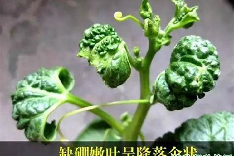 西瓜膨大期可以冲施3个15芭田布衣皇后吗