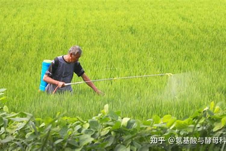 药害或肥害用什么缓解