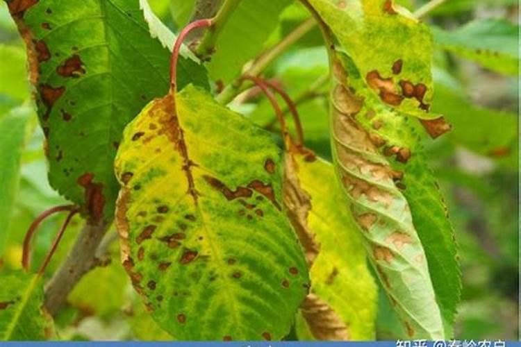 药害几天可以恢复