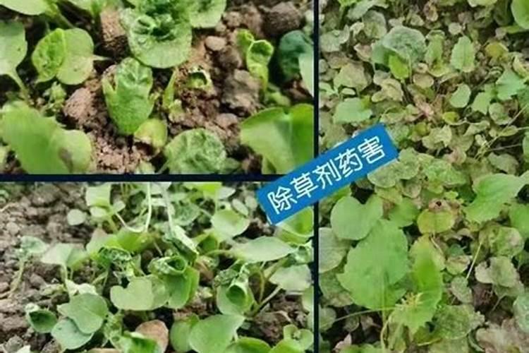 农业种植中的“盐害”、“药害”、“肥害”,危害竟然这么大!