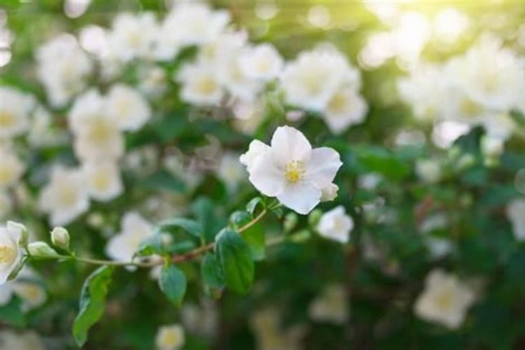 茉莉花叶子干枯容易掉怎么办？茉莉花修剪只剩主干行吗？