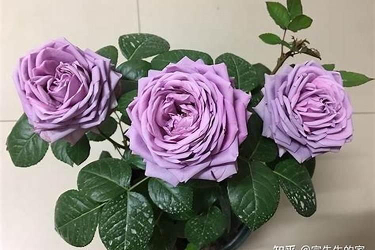 月季花一年四季的施肥特点