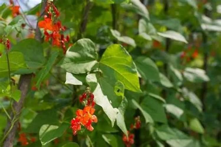 速乐硼在大棚芸豆隔几天喷一次