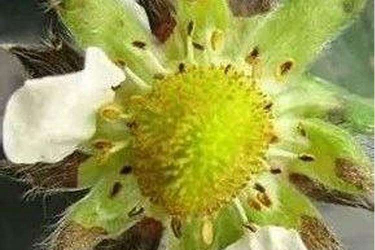 什么溃疡药能和钙肥混用