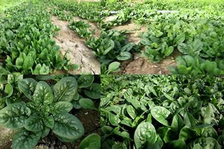 哪些蔬菜喜欢磷肥