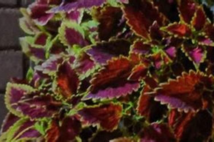 彩草仙人球的养殖方法