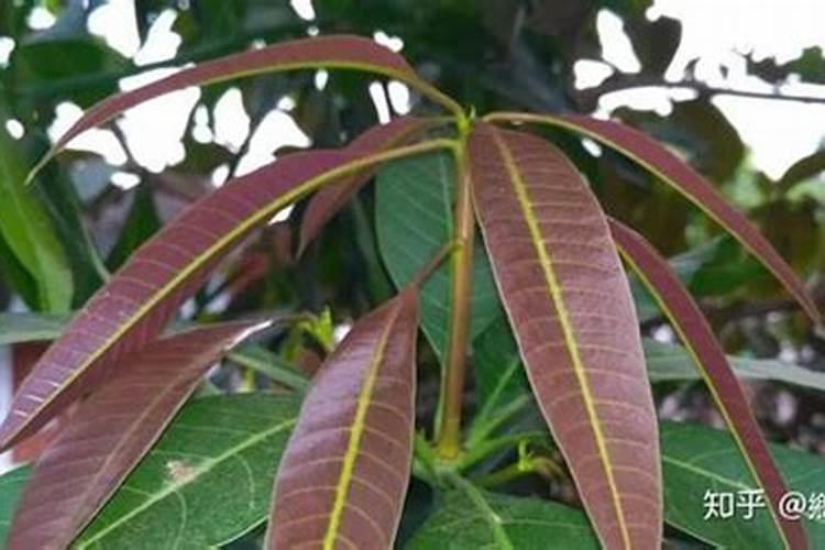 芒果催花时间和方法