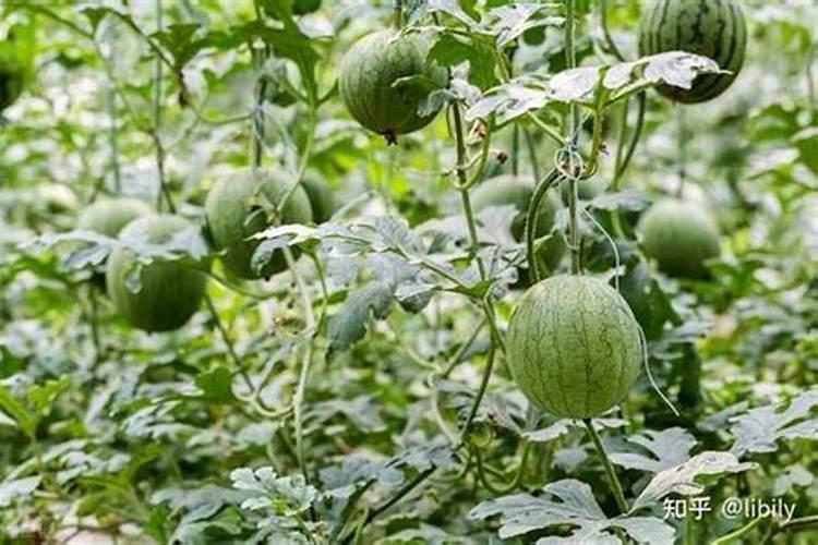 西瓜膨大期用什么复合肥好？西瓜结果期用什么冲施肥好？