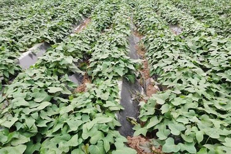 如果种植红薯不用化肥,全用农家肥的话种出的红薯效果好吗？