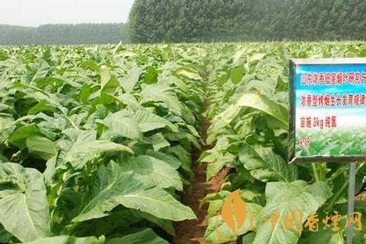 烟草种植需要什么肥料