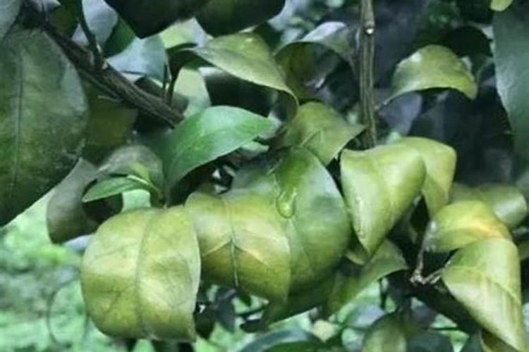 盆栽桔子树叶子发黄怎么办