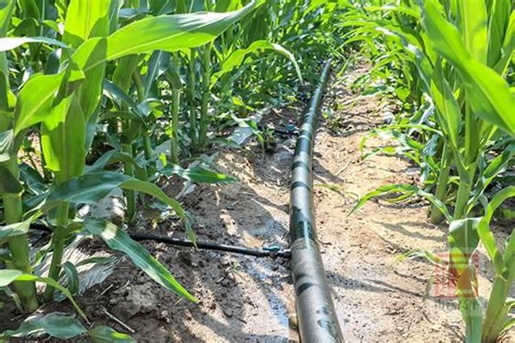 钾肥的正确使用方法 合理施用钾肥需要注意什么