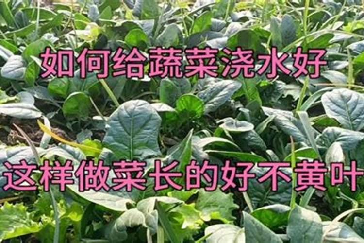蔬菜浇什么肥料最好