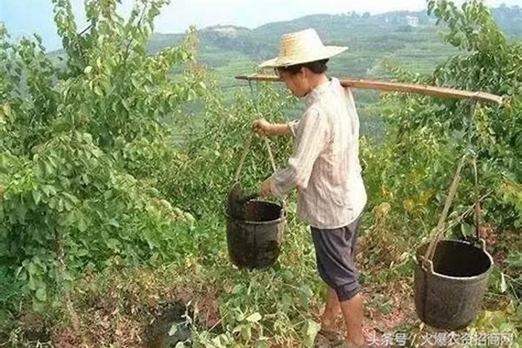 果树在果实膨大期施入钾肥过量有危害吗？