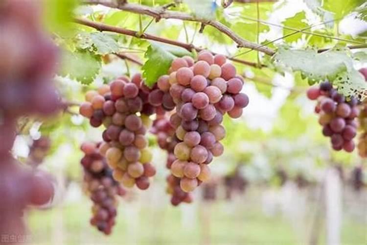 果树使用冲施肥四大误区