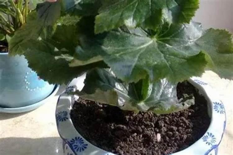 丽格海棠怎样施肥