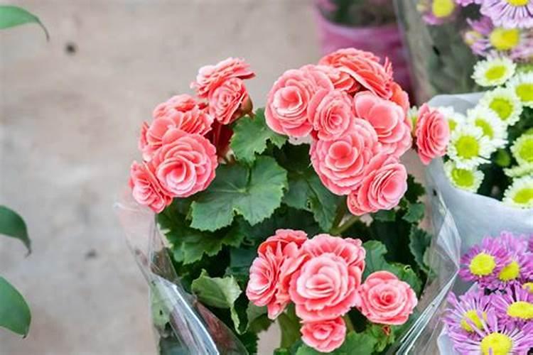 丽格海棠施肥技巧