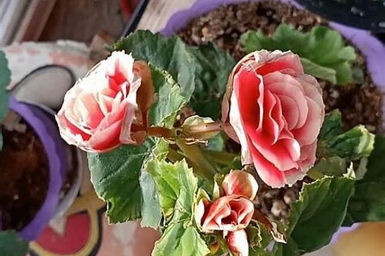 丽格海棠叶子边缘干枯