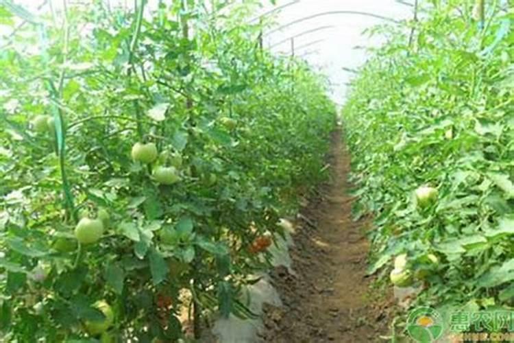 西红柿对花当天能打硼吗