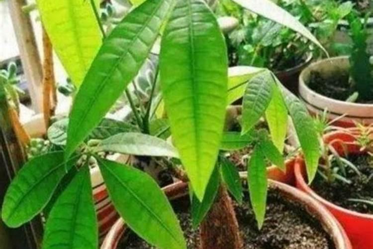 鸡蛋钙肥多久浇一次水