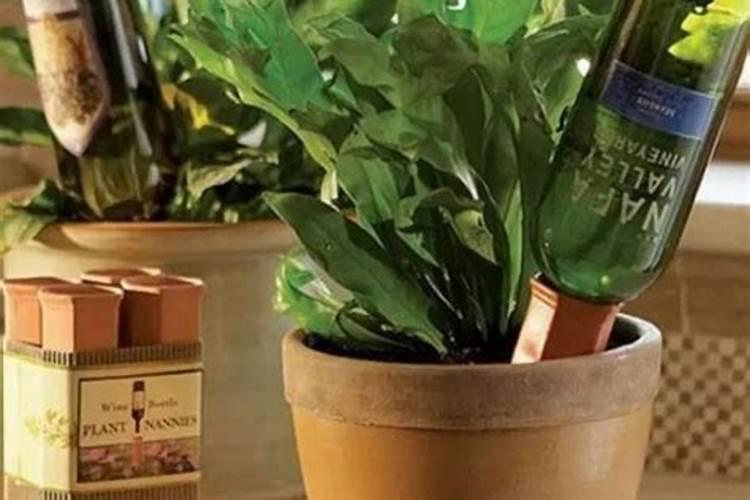 可以用葡萄酒浇绿萝和君子兰吗？有什么作用？