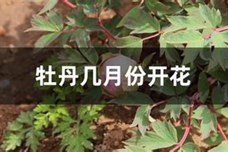 牡丹花什么时候施肥好