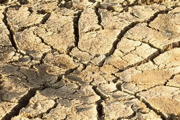 家庭养花为何还会出现肥害