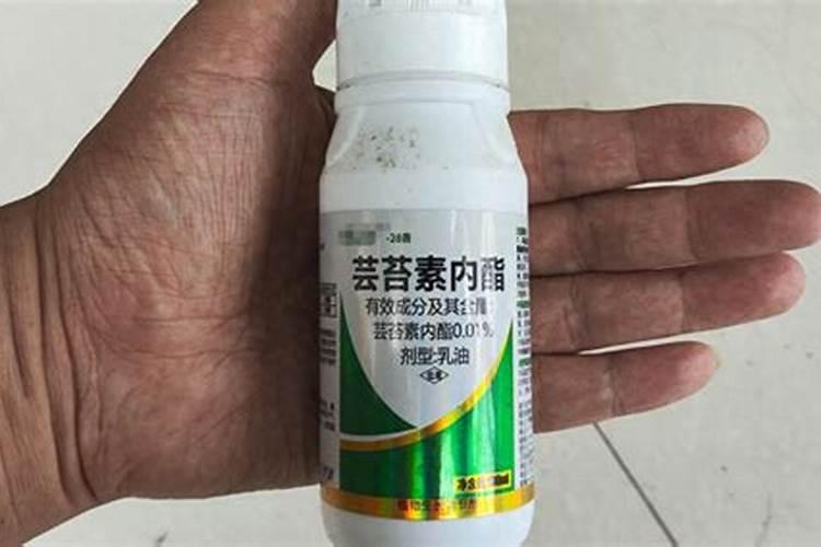 芸苔素多久喷一次,效果功能,什么时候不能使用
