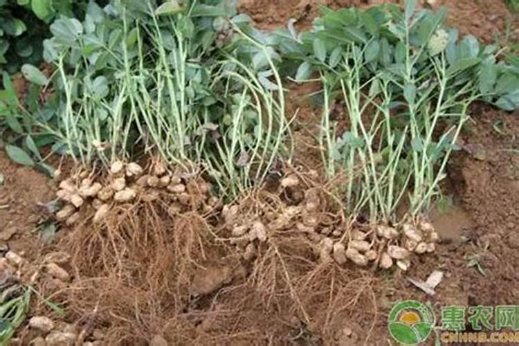 红壤旱地花生栽种技术 花生怎么施肥比较好