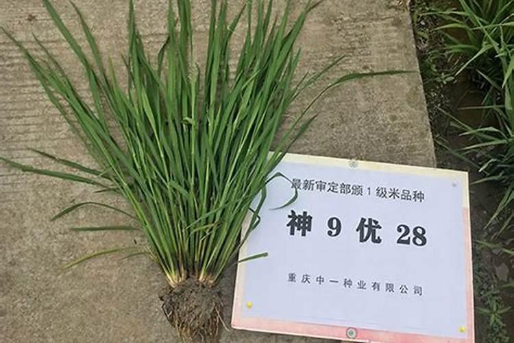 胭脂稻多少钱一斤？哪里有卖胭脂稻种子的适合海拨多高