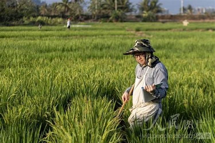 水稻肥料的使用,肥料过多如何补救