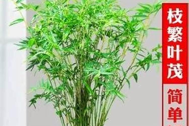 凤尾竹怎么浇水